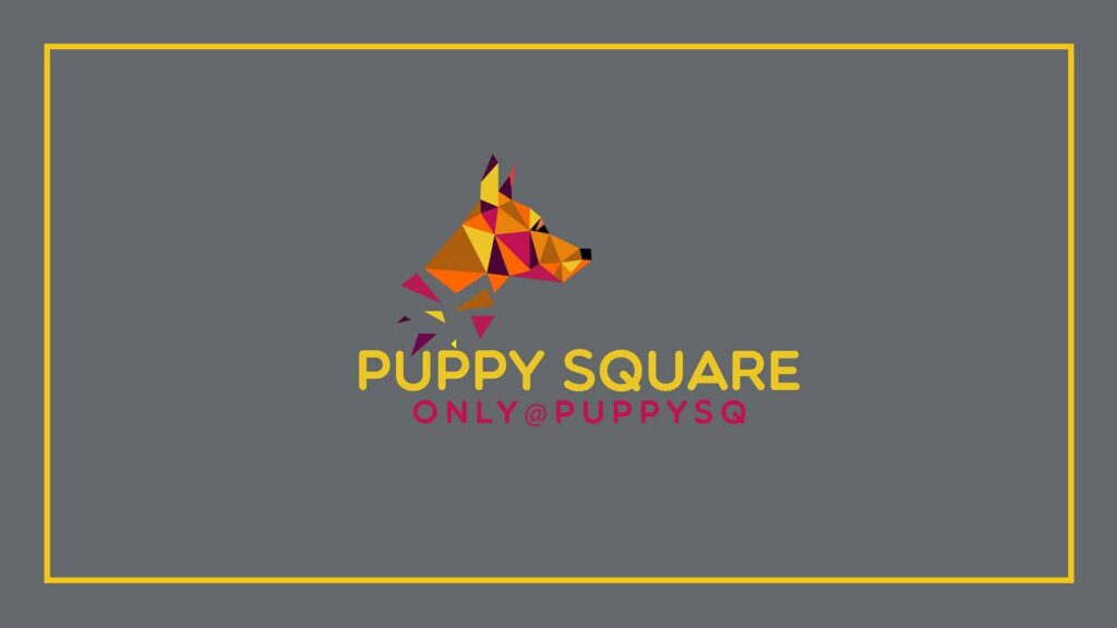 puppy-square