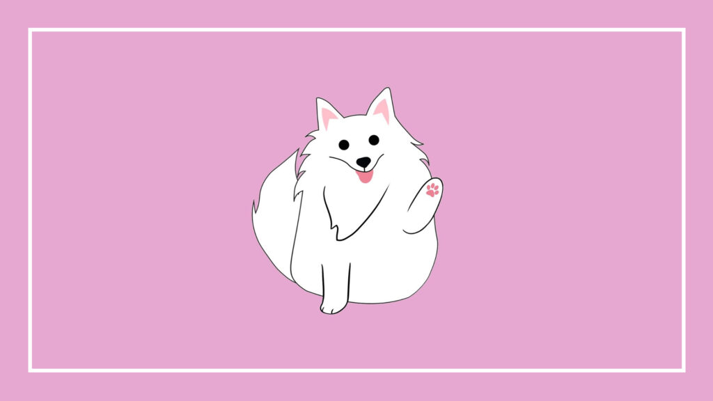 snowy’s-choice-pet-grooming